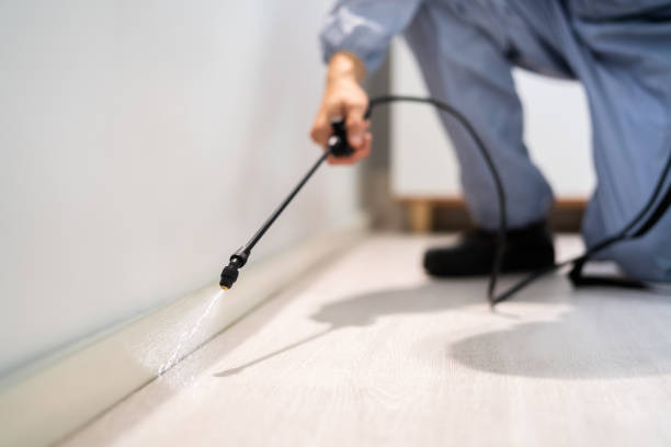 Wasp Removal Services in Coal Fork, WV