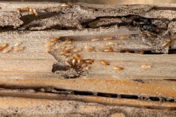 Best Insect Control  in Coal Fork, WV