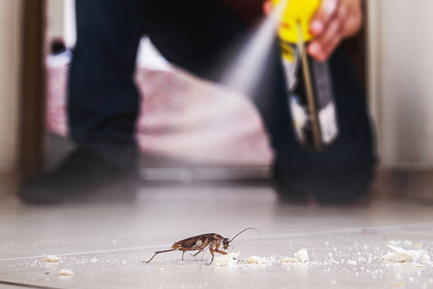 Best Insect Control  in Coal Fork, WV