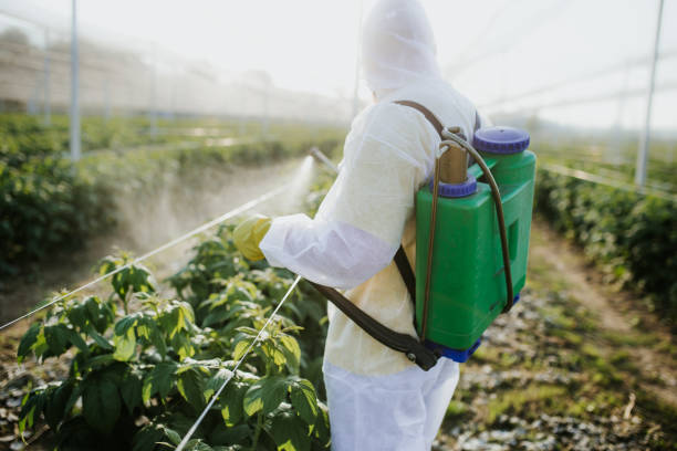 Best Termite Control Services  in Coal Fork, WV